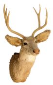 A taxidermy seven point deer's head: 94cm high,