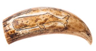 A scrimshaw tooth with incised decoration of a sperm whale:, 16cm long.