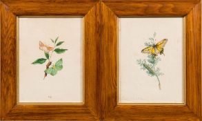 English School 19th Century- Swallow Tail butterfly, a study,