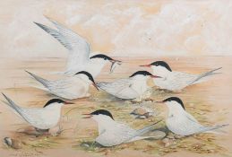 Frank Southgate [1872-1916]- Arctic Terns,:- signed, watercolour and bodycolour, 41 x 61cm.