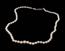 A pearl and possibly cultured pearl single-string necklace: the pearls graduated from approximately