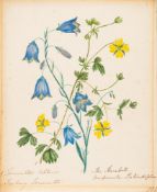 English School, 18th Century- British Flora,