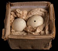 Two Penguin eggs collected as samples during the British Antarctic Expedition 1910:,