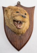 A taxidermy otter mask by P Spicer & Sons.