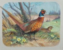 * John Harwood [20th Century]- Cock Pheasant,