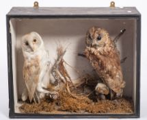 An early 20th century taxidermy case of a pair of owls: unsigned, naturally set in a glazed case,
