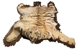 A 19th century taxidermy mounted Tiger skin (Panthera tigris) by Theobald Brothers,