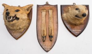 A taxidermy fox mask by W T Johns and Son, Bideford: on shield plinth 'Weach Wood. Oct 14th .