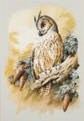 * Terence James Bond [b.1946]- Long Eared Owl,:- signed, gouache, 49 x 34cm.