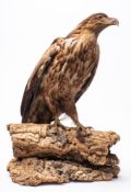 An early 20th century taxidermy Golden Eagle, (Aquila chrysaetos): full mount set on a cork base,