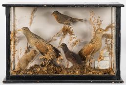 A pair of preserved and mounted Corn Crakes:, together with their young and a robin,