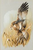 * Terence James Bond [b.1946]- Golden Eagle,:- signed, gouache, 69 x 45cm.