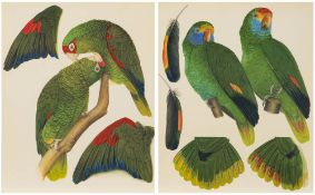 BUTTERWORTH, Elizabeth : 24 coloured lithographs of parrots, a loose group,