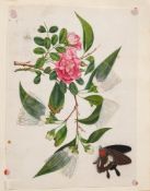 NINETEENTH CENTURY SCRAPBOOK : 