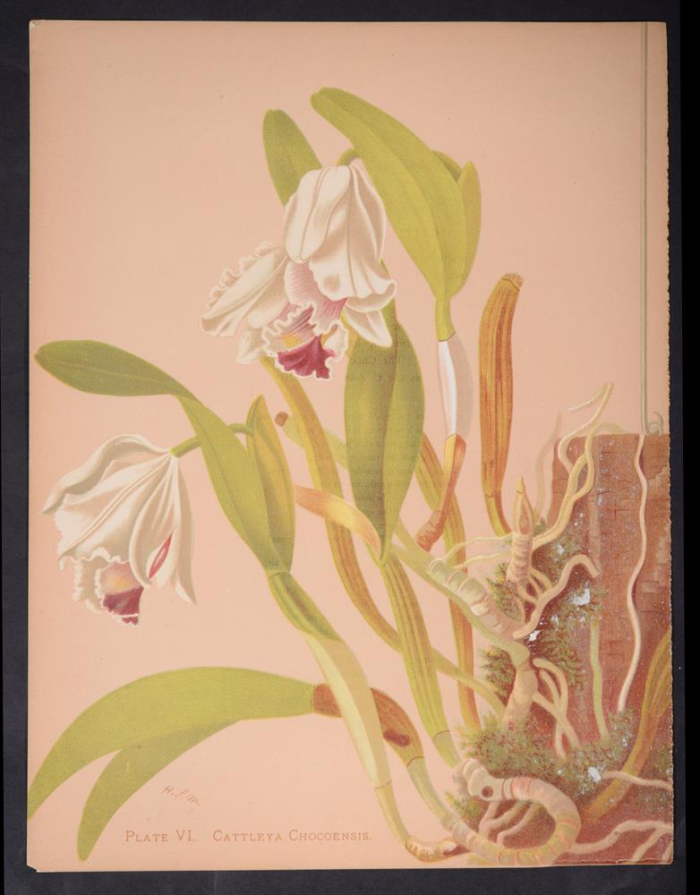 Ɵ MINER, Harriet. Orchids The Royal Family of Plants, INSCRIBED Publisher's presentation copy, 1892. - Image 4 of 5