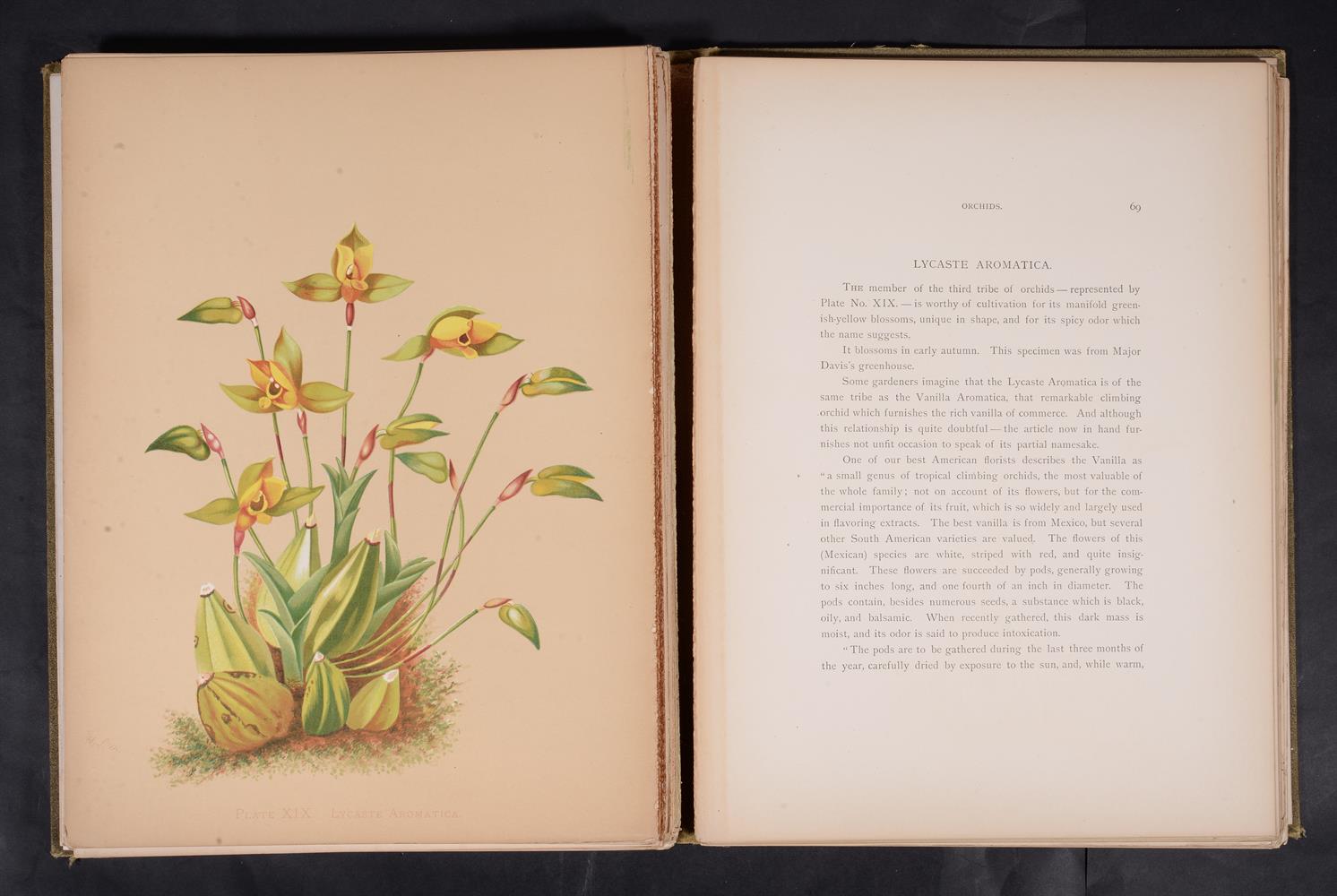 Ɵ MINER, Harriet. Orchids The Royal Family of Plants, INSCRIBED Publisher's presentation copy, 1892. - Image 3 of 5