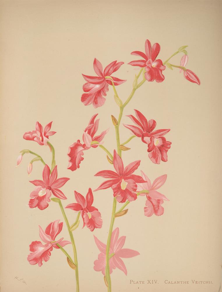 Ɵ MINER, Harriet. Orchids The Royal Family of Plants, INSCRIBED Publisher's presentation copy, 1892. - Image 5 of 5