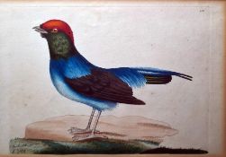 After Richard  Polydore  Nodder  (1795-1820) Set of eight coloured engravings  Various exotic birds,