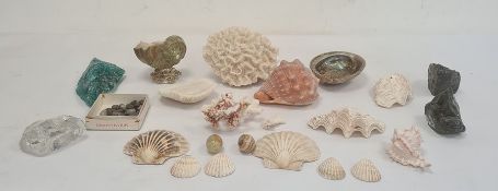 Quantity of large decorative shells and coral pieces