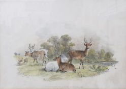 Two coloured lithographs Deer, published by S & J Fuller at their Sporting Gallery, 34 Rathbone