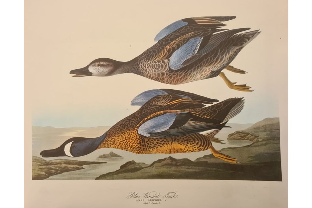Dock, George Junior  "The Audubon Folio, 30 Great Bird Paintings", elephant folio, limp covers - Image 2 of 4