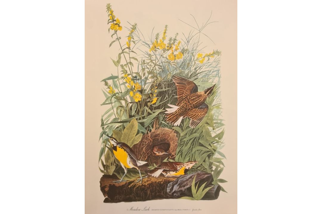 Dock, George Junior  "The Audubon Folio, 30 Great Bird Paintings", elephant folio, limp covers - Image 3 of 4
