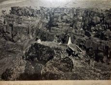 Mid 20th century  Photographs 