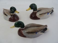 Three Beswick Peter Scott mallard models, graduated, 16.5cm, 14.5cm and 12cm approx  Part of the