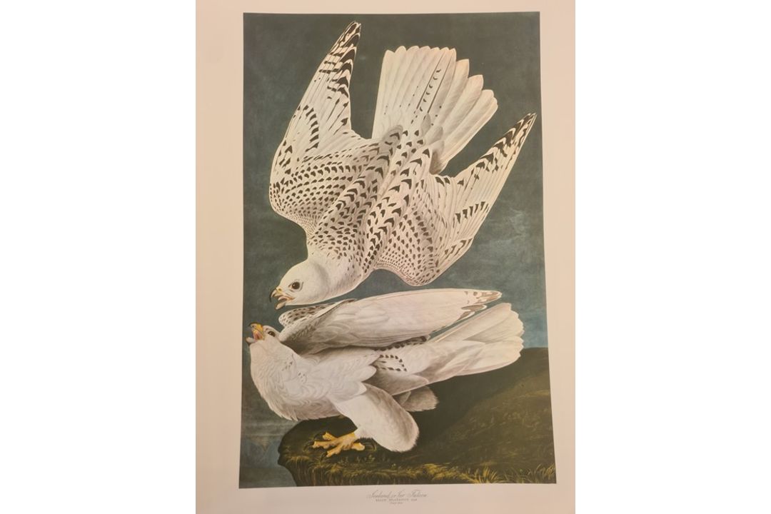 Dock, George Junior  "The Audubon Folio, 30 Great Bird Paintings", elephant folio, limp covers - Image 4 of 4