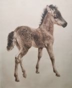 After Kurt Meyer-Eberhardt (German 1895-1977) Coloured etching Foal, signed in pencil, 39cm x 30cm