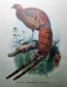 Pair of colour prints  