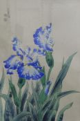 Watercolour of iris, with inscription and seal mark and another of blossom on a branch, with seal