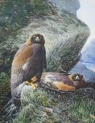 David Johnston  Watercolour drawing 