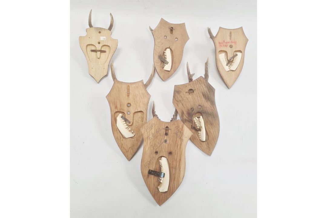 Set of six German miniature deer horns each mounted on an oak shield, various sizes, approx. 30cm - Image 4 of 4
