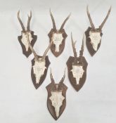 Set of six German miniature deer horns each mounted on an oak shield, various sizes, approx. 30cm