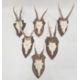 Set of six German miniature deer horns each mounted on an oak shield, various sizes, approx. 30cm - Image 1 of 4