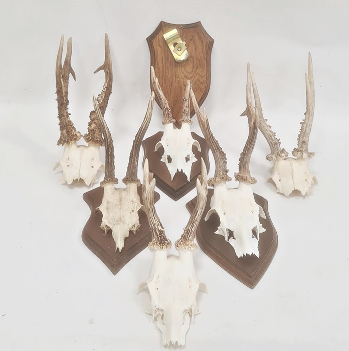 Set of four miniature deer horns, each mounted on oak shield and two pairs unmounted (6) - Image 2 of 2