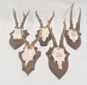 Set of five German miniature deer horns, each mounted on oak shield, approx. 35cm and smaller