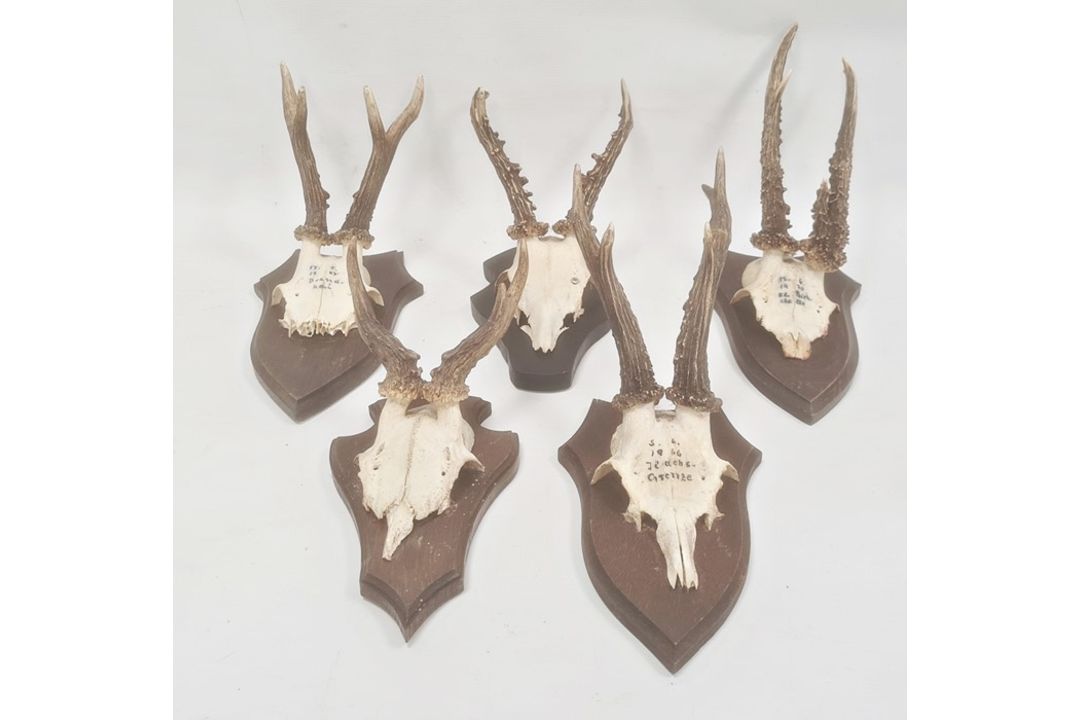 Set of five German miniature deer horns, each mounted on oak shield, approx. 35cm and smaller - Image 1 of 2