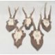 Set of five German miniature deer horns, each mounted on oak shield, approx. 35cm and smaller - Image 1 of 2
