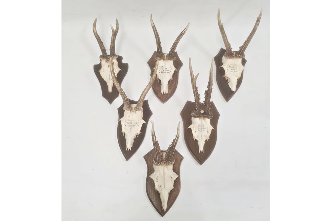 Set of six German miniature deer horns each mounted on an oak shield, various sizes, approx. 30cm - Image 3 of 4