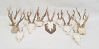 Pair of deer antlers, mounted on oak shield and twelve others, various unmounted (13)