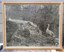 Black and white photographs of pink footed geese, Krossargil, Central Iceland (2)