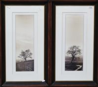 Set of four photographic prints of trees in landscapes, 55cm x 22cm (4)