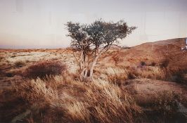 Large photographic print of a tree, titled 'Klein Tinkas' and signed in pencil indistinctly '