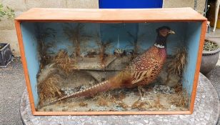 Taxidermy cock pheasant in glazed case with naturalistic setting, 47cm x 77cm
