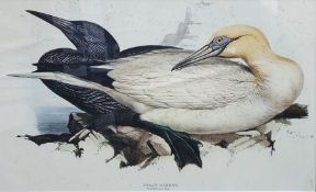 After Edward Lear Coloured print of Solan Gannet, 32 x 51cm