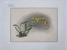 Two colour printed lithographs from Frederick Sander's Reichenbachia. 