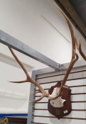 Deer antlers, eight points, mounted on oak shield