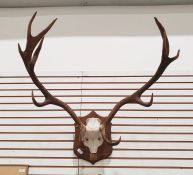 Deer antlers, 11 points, mounted on oak shield and a smaller pair of mounted on relief carved wooden